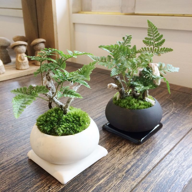 敬老の日ギフト 育てるのが簡単！常盤シノブのミニ盆栽 デザイン鉢 白or黒 