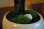 画像2: 涼しげなトクサの情景盆栽　盆栽 (2)