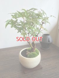 送料無料！　紅葉が美しい山モミジの情景盆栽