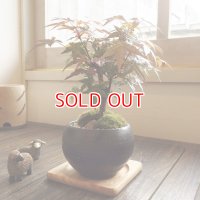 紅葉が美しい 出猩々もみじのミニ情景盆栽【瀬戸焼小鉢・黒】☆数量物☆