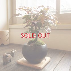 画像1: 紅葉が美しい 出猩々もみじのミニ情景盆栽【瀬戸焼小鉢・黒】☆数量物☆