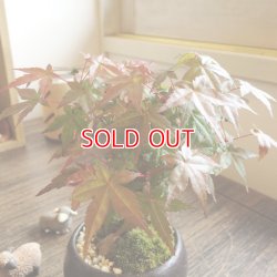 画像3: 紅葉が美しい 出猩々もみじのミニ情景盆栽【瀬戸焼小鉢・黒】☆数量物☆