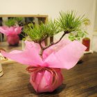 他の写真1: ダバリア(西洋シノブ)のミニミニ盆栽 【デザイン鉢 ・白】☆数量物☆
