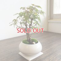ギフトにも！山もみじの情景盆栽 【デザイン鉢・白 】