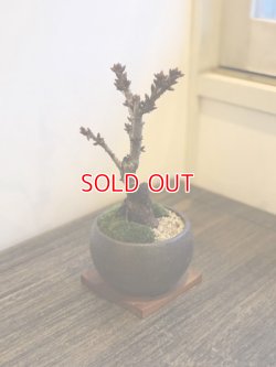 画像5: 満開が見事！一才桜(旭山桜)の情景盆栽【瀬戸焼小鉢・鉢色：白or黒or茶色】