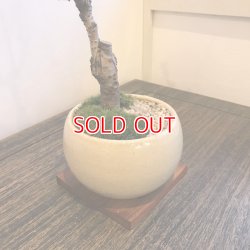 画像3: 満開が見事！一才桜(旭山桜)の情景盆栽【瀬戸焼小鉢・鉢色：白or黒or茶色】