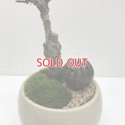 肥料ホルダーと初回分肥料付