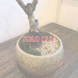 画像7: 満開が見事！一才桜(旭山桜)の情景盆栽【瀬戸焼小鉢・鉢色：白or黒or茶色】