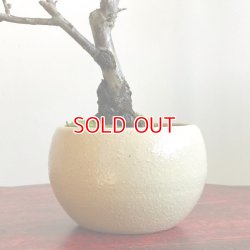 画像6: 雲竜梅の情景盆栽 【瀬戸焼小鉢・白】☆1点物☆ 白花八重