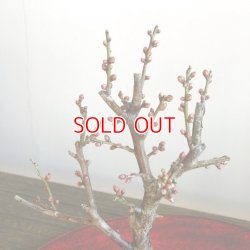 画像4: 雲竜梅の情景盆栽 【瀬戸焼小鉢・白】☆1点物☆ 白花八重