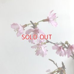 画像3: おかめ桜の情景盆栽【デザイン鉢・白色】早咲き品種☆数量物☆
