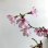 画像3: おかめ桜の情景盆栽【デザイン鉢・白色】早咲き品種☆数量物☆ (3)