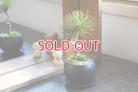 盆栽入門に！ 三河黒松のミニミニ情景盆栽 【デザイン鉢・黒or白】☆数量物☆