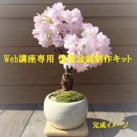 【WEB会員専用】　 旭山桜の情景盆栽制作キット【専用作り方動画付】