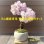 画像1: 【WEB会員入会費付き】 旭山桜の情景盆栽制作キット【専用作り方動画付】 (1)