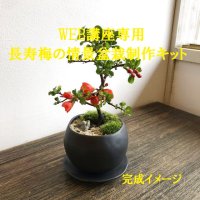 【WEB会員専用】　長寿梅(紅花)の情景盆栽制作キット 【デザイン鉢：黒】☆専用作り方動画付☆