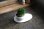 画像4: 連山桧のミニ情景盆栽 【デザイン鉢・白 楕円皿】 ☆1点物☆ (4)