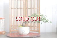 圧巻！置霜もみじの情景盆栽【墨流し鉢】☆1点物☆No1