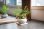 画像2: ダバリア(西洋シノブ)のミニミニ盆栽 【デザイン鉢 ・白】☆数量物☆ (2)