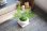 画像1: ダバリア(西洋シノブ)のミニミニ盆栽 【デザイン鉢 ・白】☆数量物☆ (1)