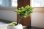 画像4: 室内管理OK！ 蝦夷松のミニ情景盆栽【デザイン鉢・白】☆１点物☆ (4)
