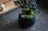 画像3: 赤い実が可愛い‼ 銀葉紫檀のミニ情景盆栽 【デザイン鉢・黒 】 ☆1点物☆ (3)