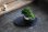 画像3: 連山桧のミニ情景盆栽 【デザイン鉢・黒 楕円皿】 ☆1点物☆ (3)
