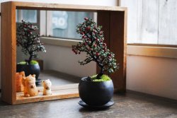 画像2: 赤い実が可愛い‼ 銀葉紫檀のミニ情景盆栽 【デザイン鉢・黒 】 ☆1点物☆