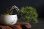 画像3: 根上り那須五葉松の情景盆栽【墨流し鉢】☆1点物☆ (3)