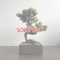(2)五葉松販売専用ページ