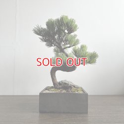 画像1: (2)五葉松販売専用ページ