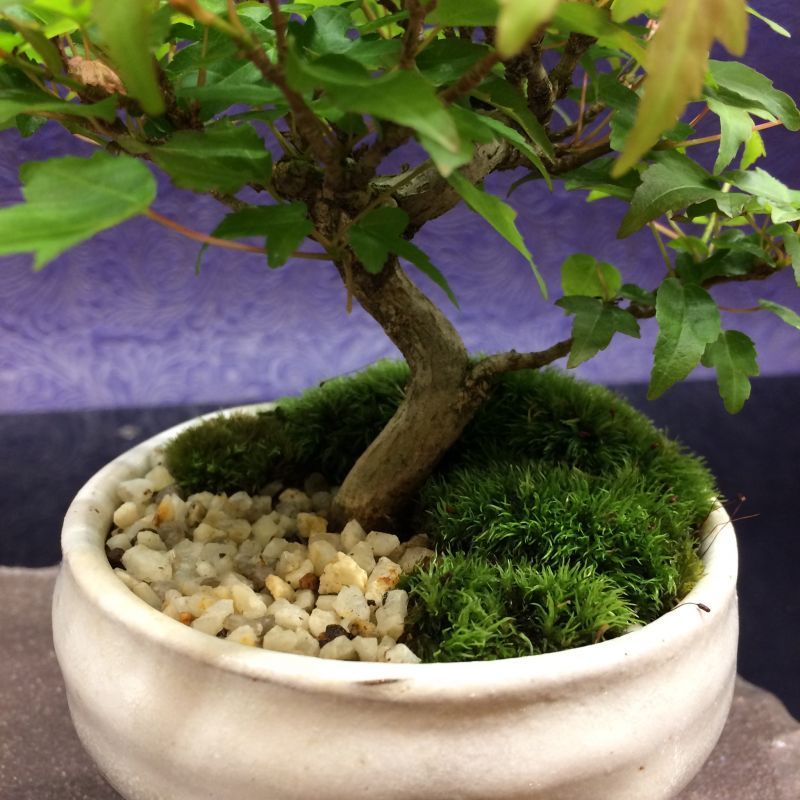 盆栽 楓 かえで bonsai １点もの 現品限り - 盆栽、苔玉