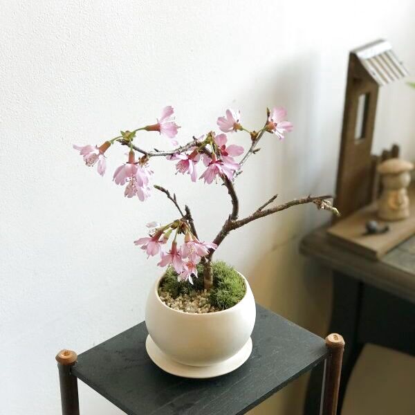 おかめ桜の情景盆栽【デザイン鉢・白色】早咲き品種☆数量物☆