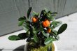 画像2: 小さな黄色の実が可愛い！きんずの情景盆栽 (2)