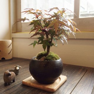 満開が見事！一才桜(旭山桜)の情景盆栽【瀬戸焼小鉢・鉢色：白or黒or 