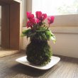 画像1: 可愛いシクラメンの苔玉  【育て方付】 (1)