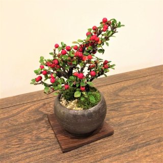 紅梅(八重西王)の情景盆栽 【瀬戸焼小鉢・白】☆1点物☆ 薄ピンク花八重 - インテリア盆栽工房BonCyu