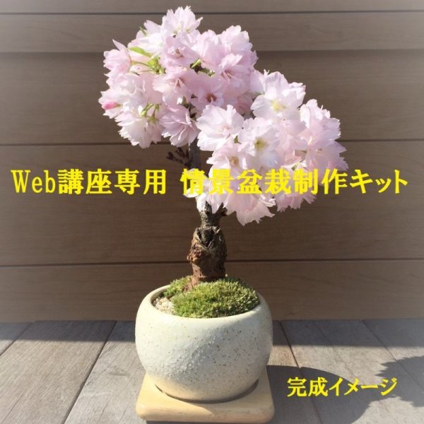 画像1: 【WEB会員専用】　 旭山桜の情景盆栽制作キット【専用作り方動画付】 (1)