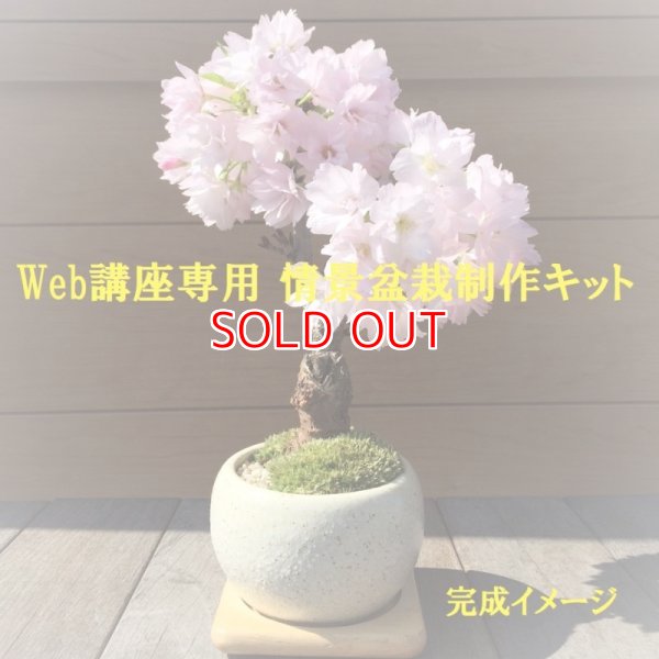 画像1: 【WEB会員入会費付き】 旭山桜の情景盆栽制作キット☆情景盆栽スターター3点セット付☆【専用作り方動画付】 (1)