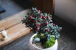 画像4: 赤い実が可愛い‼ 銀葉紫檀のミニ情景盆栽 【瀬戸焼小鉢・白 】 ☆1点物☆ (4)