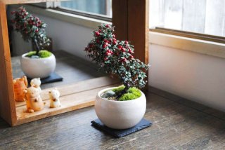 赤い実が可愛い 白紫檀の情景盆栽 【デザイン鉢・白or黒 赤い実が可愛い 白紫檀の情景盆栽 【デザイン鉢・白or黒