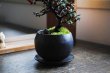 画像4: 赤い実が可愛い‼ 銀葉紫檀のミニ情景盆栽 【デザイン鉢・黒 】 ☆数量物☆ (4)