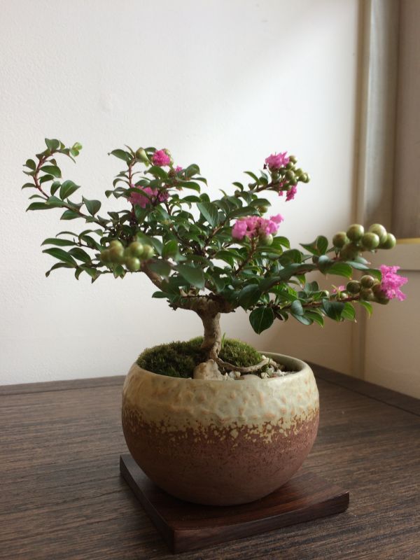 サルスベリの花が咲きました！ - ミニ盆栽 盆栽 苔玉の通販サイト