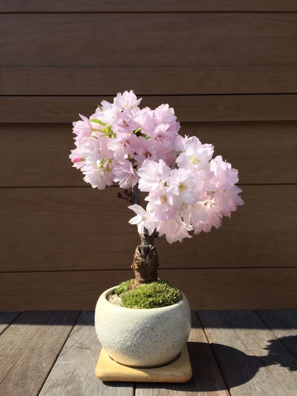 今なら桜がおススメです ミニ盆栽 苔玉作り体験はいかがですか ミニ盆栽 盆栽 苔玉の通販サイト インテリア盆栽工房ｂｏｎｃｙｕ What S New