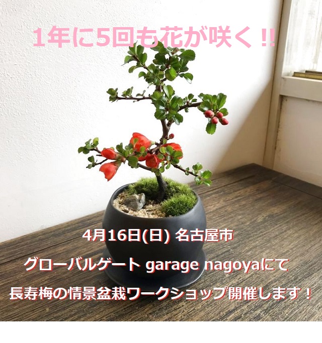 4月16日(日) 名古屋市グローバルゲート garage nagoyaにて長寿梅の情景盆栽ワークショップ開催します。 - ミニ盆栽 盆栽  苔玉の通販サイト インテリア盆栽工房ＢｏｎＣｙｕ What's New