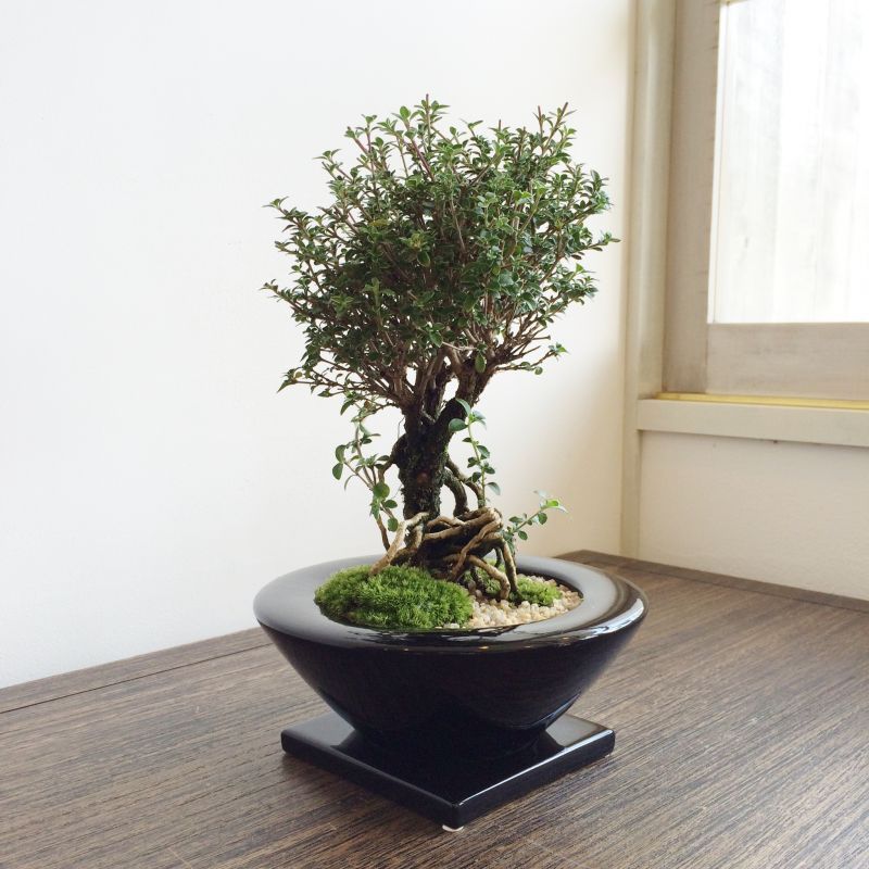 中國宜興 超人気 盆栽鉢 多肉植物 山野草鉢 植木鉢 小品 大品盆栽鉢 鉢