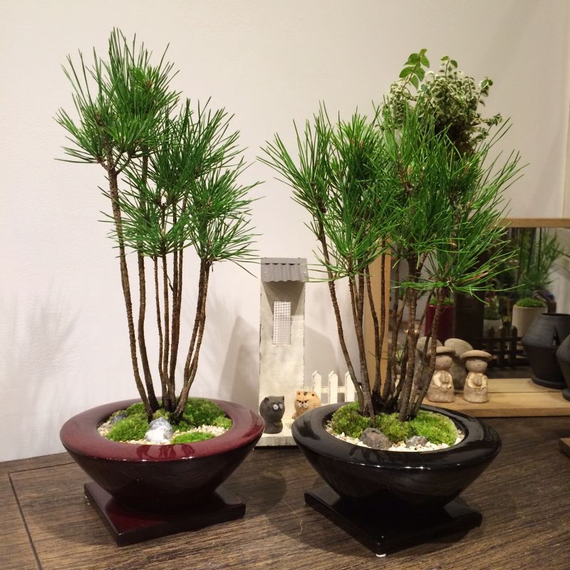 ギフトにも最適!実生黒松寄せの情景盆栽【 デザイン鉢・黒