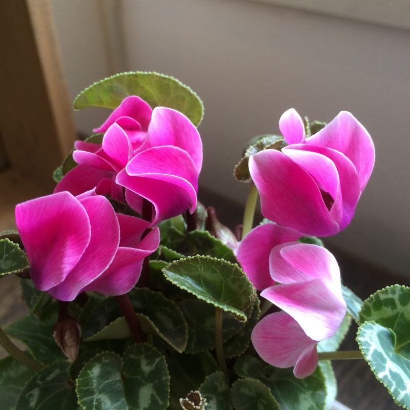 美しい花の画像 無料ダウンロードシクラメン ピンク