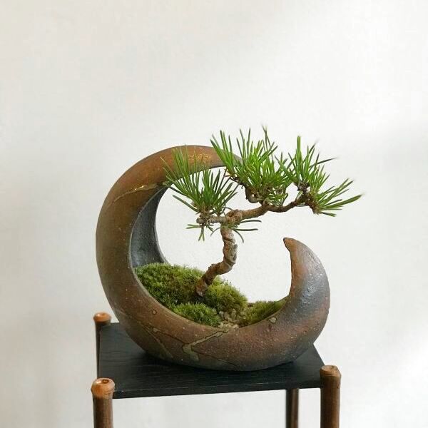 鉢 盆栽鉢 - 陶芸