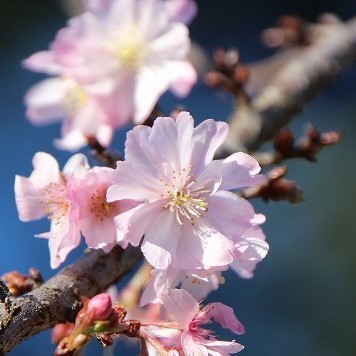 冬に咲く 十月桜の情景盆栽 【デザイン鉢・ブロンズ】☆1点物